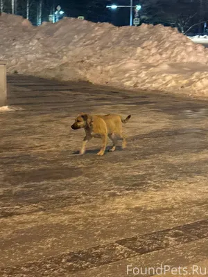 ⚠️ Замечен(а) собака https://t...