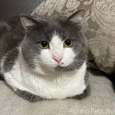 Здравствуйте. Пропал кот по кл...