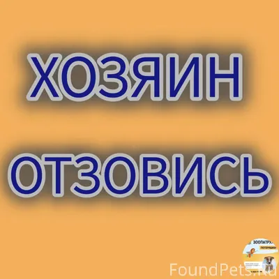 Срочно ищем хозяев собаки! Пес...