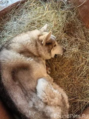 На улице Юрьевецкий была найде...