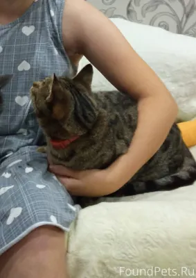 Пропала кошка по имени Мася а....