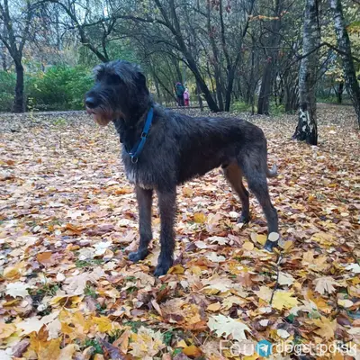 ПРОПАЛА СОБАКА ЮЗАО, Обручевск...
