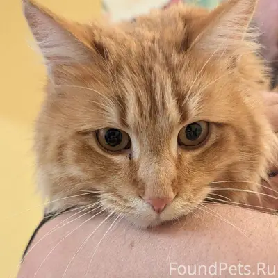 Найдена рыжая кошка. Волжский ...