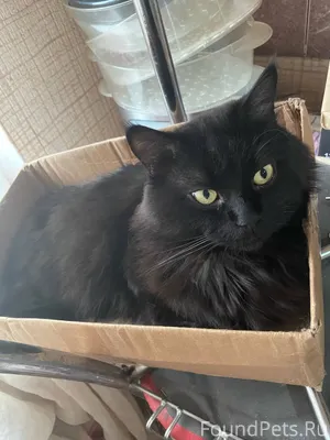 Ребят, пропал кот, в субботу 7...