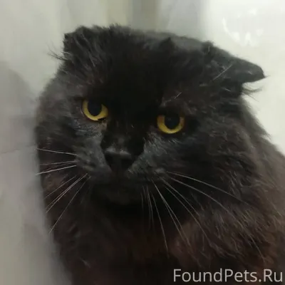 В поисках любящего дома находи...