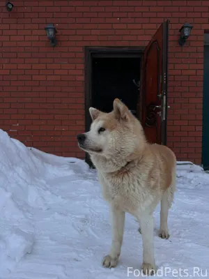 06.02.26 нашли собаку в...