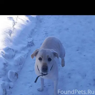 Внимание! Кто потерял собаку? ...