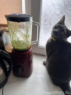 🆘😩 ПРОПАЛ КОТ ‼️❗Помогите пожа...