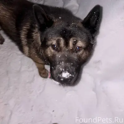 Кто потерял собаку? Она уже не...