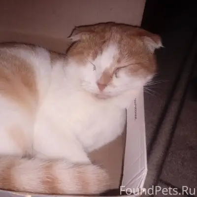 Пропал кот. Вислоухий кличка С...