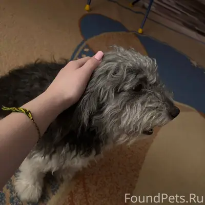 Потерялась собака г. Железного...