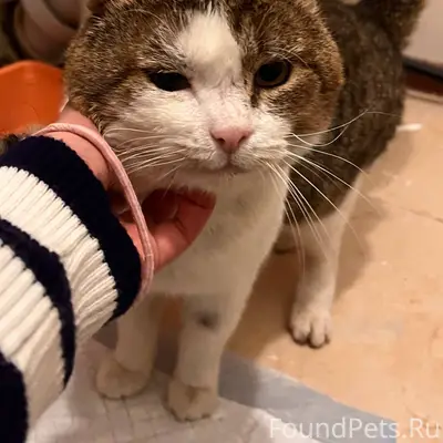 Найден кот на цвиллинга Контак...