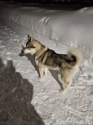 Чья потеряшка? Умный ухоженный...