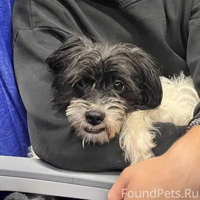 Потеряна собака в районе "Спец...