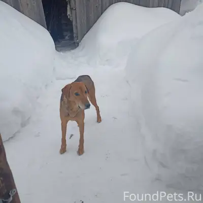 Кто потерял собаку заберите с ...