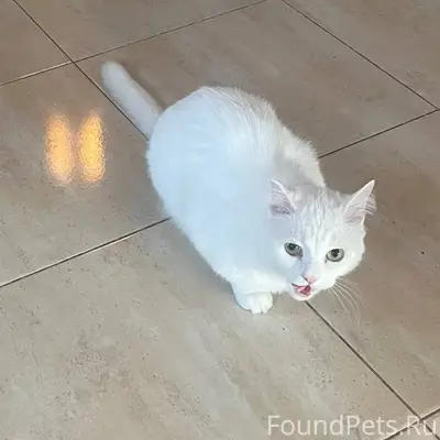 Ржев ❗ПРОПАЛ КОТ ❗на ул. Сверд...