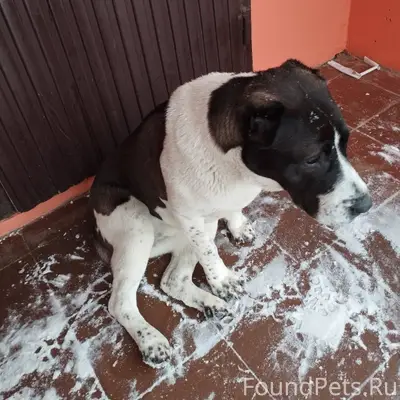 Добрый день! Собака бегает в р...