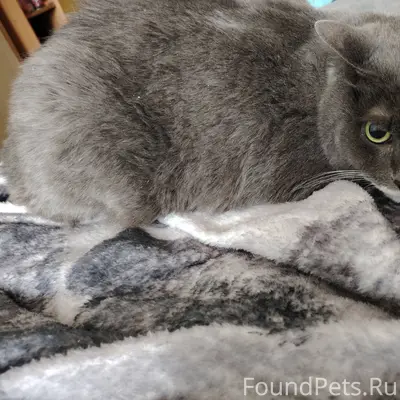 Найден кот или кошка. 07.02...