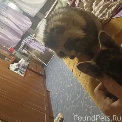 Здравствуйте, пропала привитая...