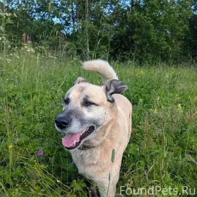 Потерялась собака, мальчик Топ...