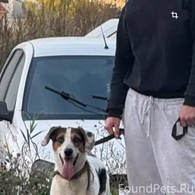 Пропал пес «Пончик» белый в пятнистый окрас 