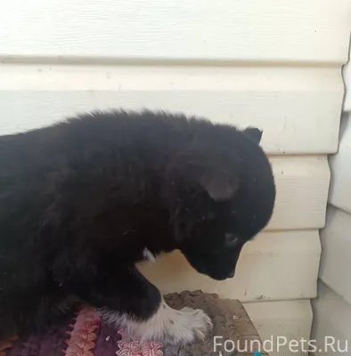 В д. Кодинка найден щенок дево...