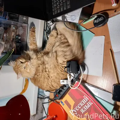 Помогите найти кота