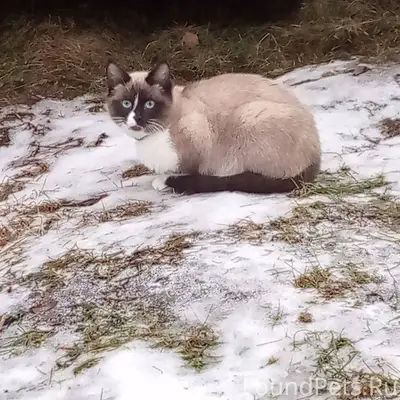 Пропал кот. Быковка, Центральн...