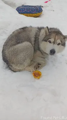 Добрый день. Найдена собака по...