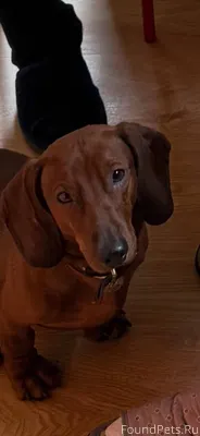 Пост помощи ПРОПАЛА СОБАКА! СЕ...