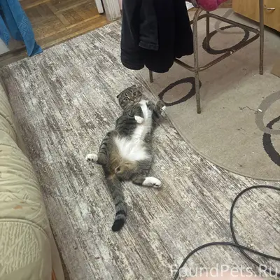 Внимание! Пропал кот Тима, Тим...