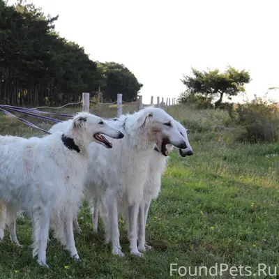 Друзья! Потерялись две РУССКИЕ...