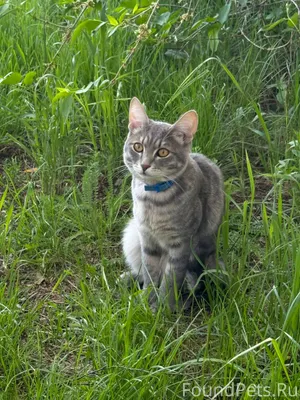 Пропал кот, в районе конца ули...