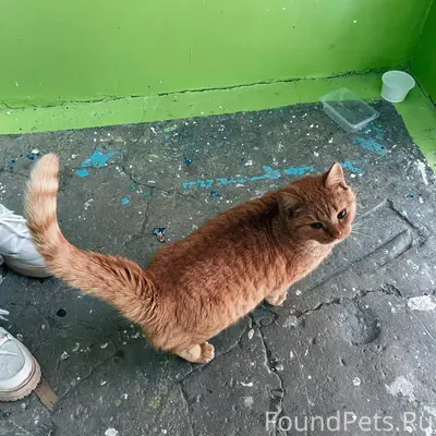 На Елизаровых найден рыжий кот...