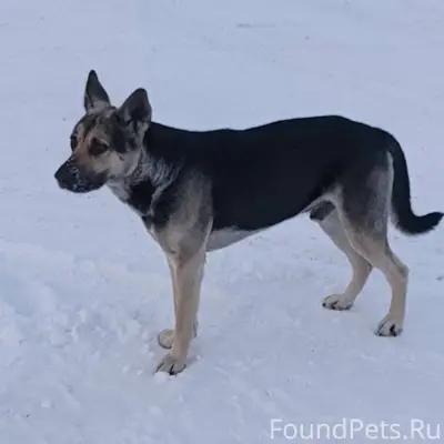 Найдена собака в Заволжском ра...