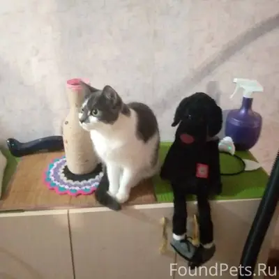 Пропала кошка! В городе Нарьян...