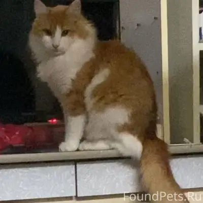 Пропал кот в районе улицы подг...