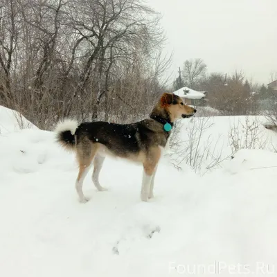 Потерялась собака