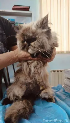 Возле Репина 15 А найдена кошк...