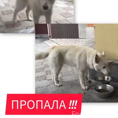 Срочно ❗️ ❗️ ❗️ Потерялась соб...