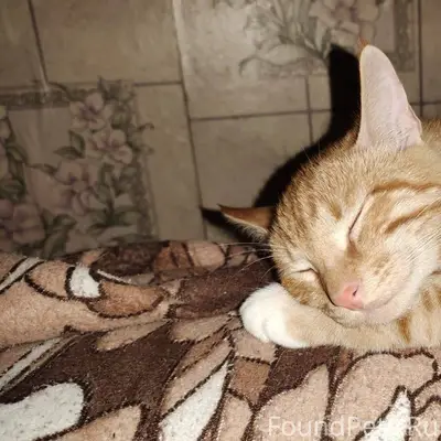 Пропал кот! Зовут Кекс, пропал...