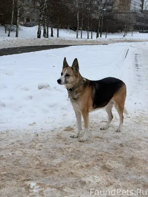 На Гзени бегает собака, очень ...