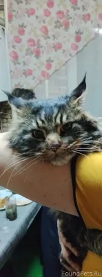 #Калуга Найден кот-кошка, Мэйн...