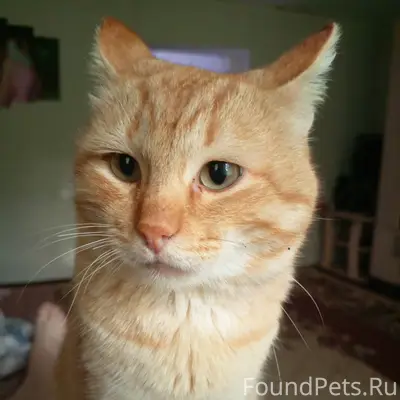 Пропал кот, зовут Персик. В ра...