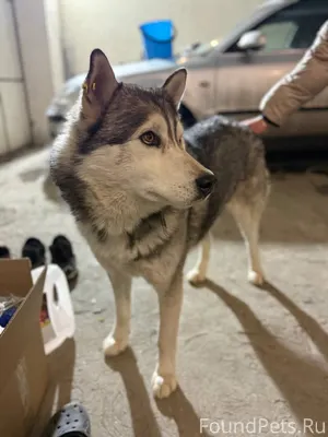 Найден хаски мальчик, предполо...