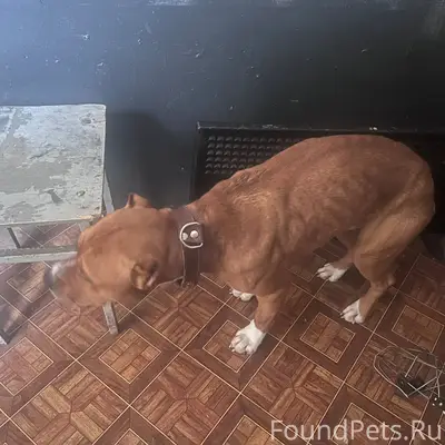 В лесу между Вишневогорском и ...