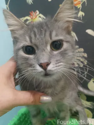 Бердянск.. Фиона.. Кошечка, ко...