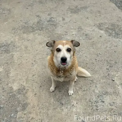 Здравствуйте! Пропала собака А...