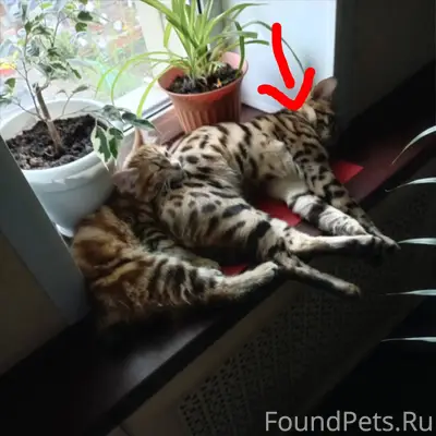 Всем доброго дня!!! В районе м...