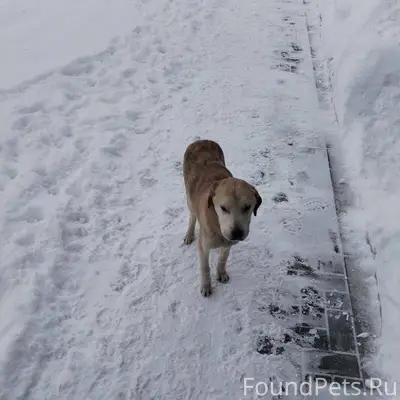 Кто потерял двух охотничьих со...